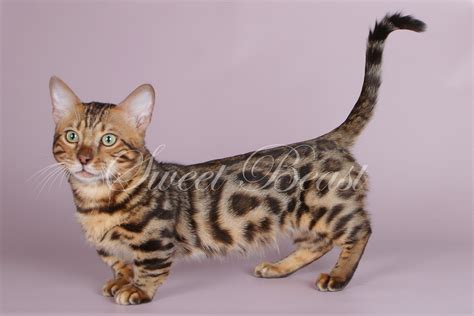 Sweet-beast.com | Munchkin | Puromax MUNCHKIN-BENGAL F3