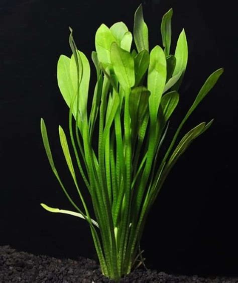 Best Freshwater Aquarium Plants for Beginners (2018) - KobiPets.com