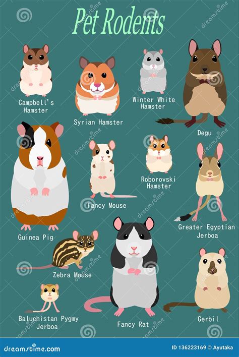 Collection of pet rodents stock vector. Illustration of guinea - 136223169