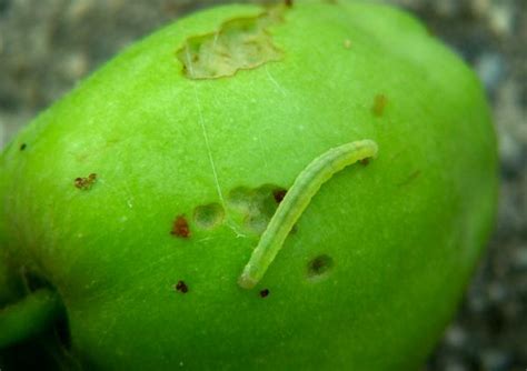 Green Fruitworm | NC State Extension Publications