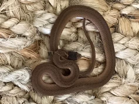 Dekay’s Brownsnake – Florida Snake ID Guide