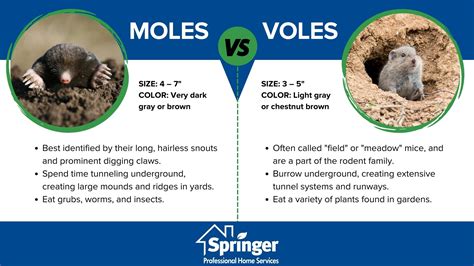 Moles vs Voles | Mole vs Vole Damage and Appearance in Des Moines IA