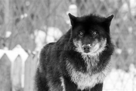 Angry Black Wolf in the Wild in Winter Stock Photo - Image of contact, black: 139699618