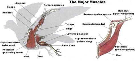 Bird Muscle System - Page 1 | Muscle, Anatomy, Muscle anatomy