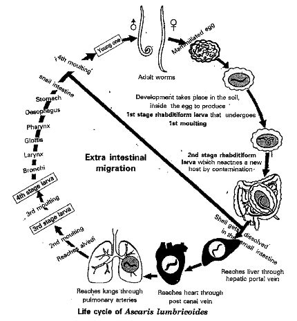 Ascaris Lumbricoides Life Cycle