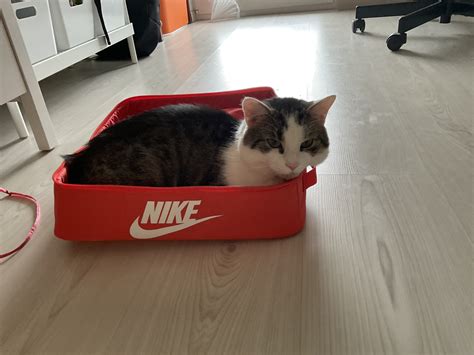 Cat in a shoe box Blank Template - Imgflip