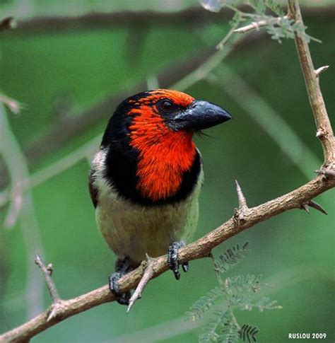 17 Best images about South African birds on Pinterest | Birds, Kruger ...