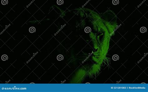 Nightvision Lioness with Glowing Eyes Stock Video - Video of night, looking: 221281083