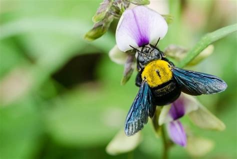 Why you need to plug up carpenter bee holes - Pest Control Burlington