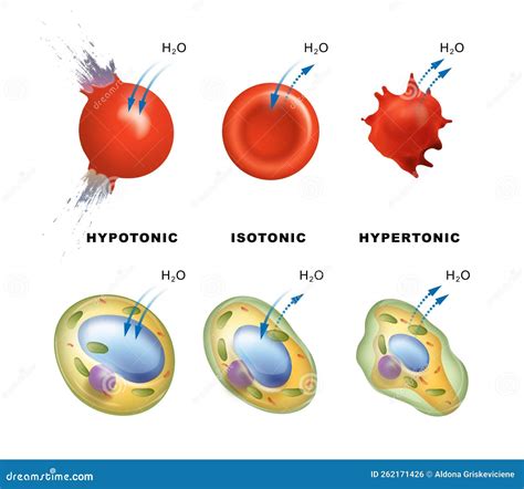 Solute, Solvent And Solution Isolated With Red Solute Stock Image | CartoonDealer.com #278528233