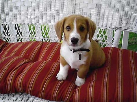 Corgi Beagle Mix - Interesting Facts You Need to Know Now - PetDT