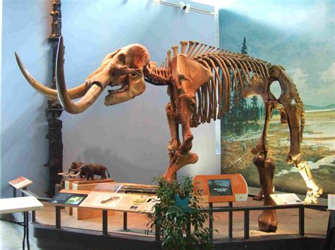 10 Important Facts About Mastodons