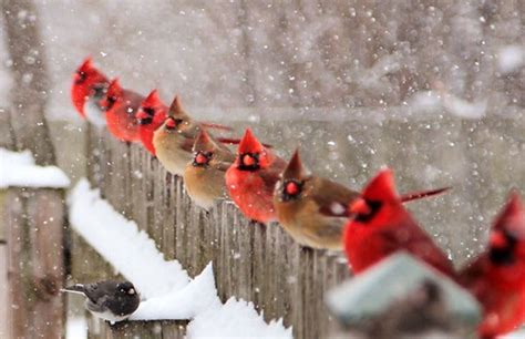 These cardinals lined up neatly on a snowy fence : r/oddlysatisfying