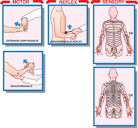 Nerve Roots and Spinal Nerves | Neupsy Key