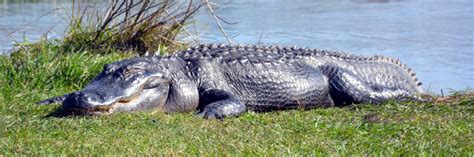 American alligator (Alligator mississippiensis) - Species Profile