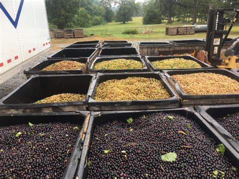 Muscadine harvest update | UGA Extension Viticulture Blog