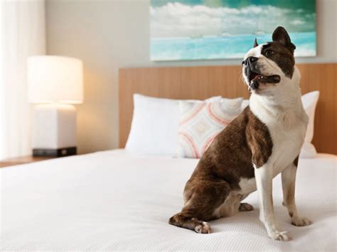 Full List of Pet-Friendly Hyatt Hotel Brands [2021]