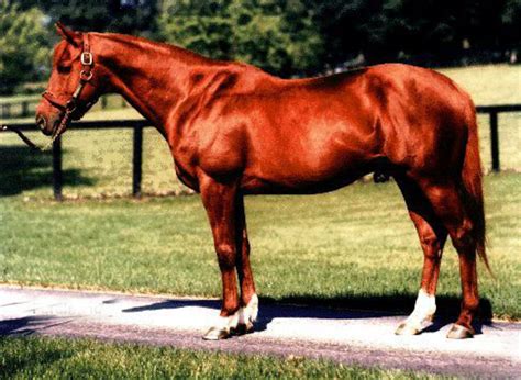 The Greatest Racehorse: Secretariat. - HubPages