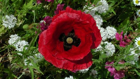 Poppy In The Garden Free Stock Photo - Public Domain Pictures