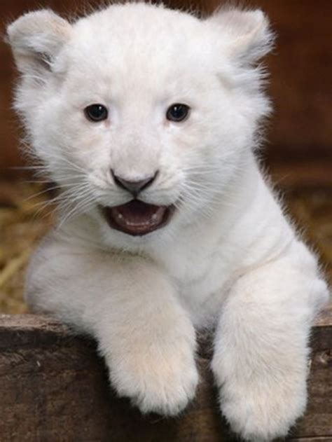 White Lion Animal Cubs