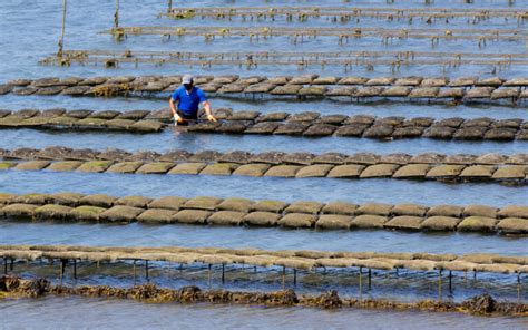 Oyster Farming: Everything You Need to Know