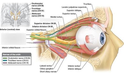 Orbit nerves Diagram | Quizlet