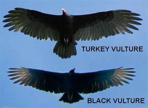 Is There a Difference Between a Vulture and a Buzzard? | HubPages