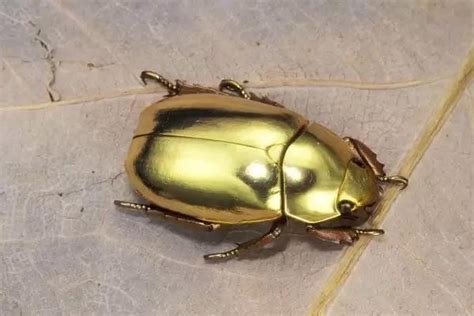 🔥 This is a Jewel scarab beetle : r/NatureIsFuckingLit