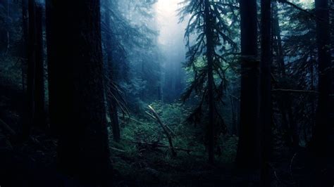 Night In Forest Wallpapers - Wallpaper Cave