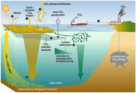 Is seaweed farming an effective method to reduce atmospheric CO2? :: Ocean Carbon & Biogeochemistry