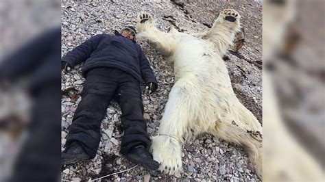 Another close encounter with polar bear nearly adds to deadly statistics - APTN News