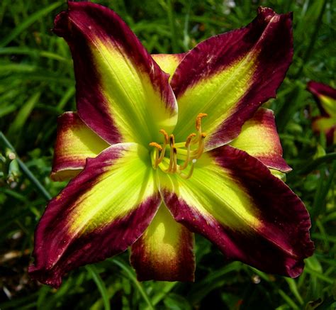 Nor'East Daylilies: Polymerous daylilies