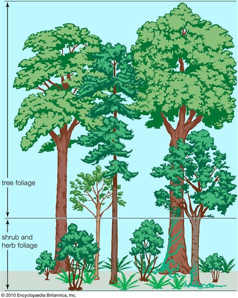 Temperate Forest Tree Types