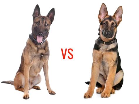 Belgian Malinois vs German Shepherd - My Dog's Name