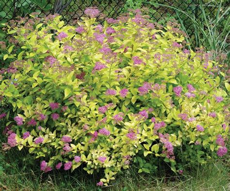 Spirea | Flowering Shrub, Ornamental Plant, Landscaping | Britannica