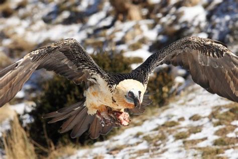 10 Most Dangerous Birds In The World - 10 Most Today