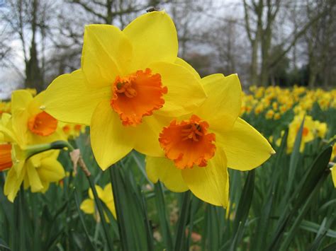 Narcissus (Daffodil) - Flowers