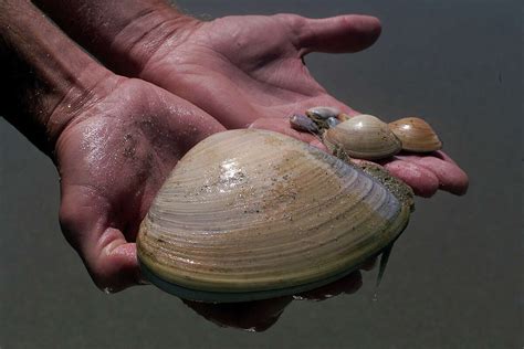 Scientists unsure why clams are surfacing on Pismo Beach