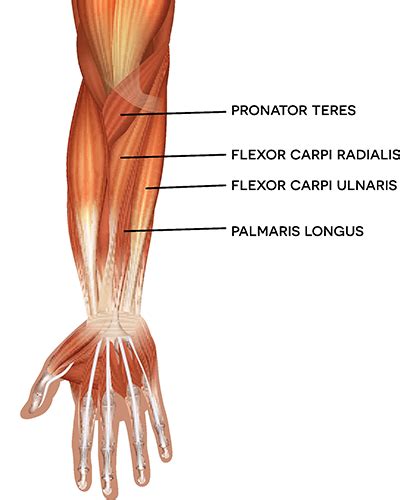 Arm Muscles: Anatomy, Function, and How to Build Them | Eureka Fit Life