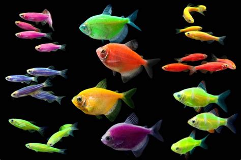 Do Neon Tetra Fish Glow In The Dark - Din Aquarium Fish