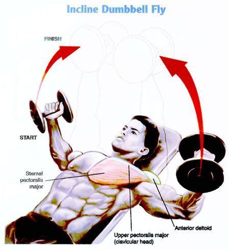 How to do Inclined Dumbbell Fly Correct Form,Benefits and Muscles Used