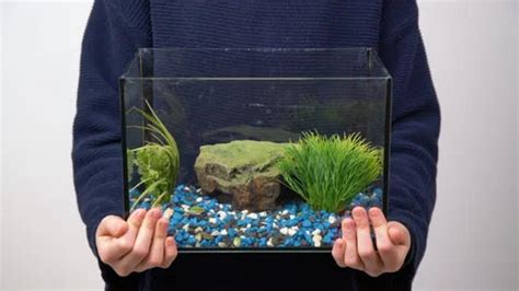 Quick Tips on How to Plant Aquarium Plants in Fish Tank