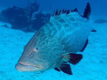 Black Grouper - Mycteroperca bonaci - Groupers - - Caribbean Reefs