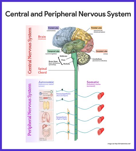 Central and Peripheral Nervous System https://nurseslabs.com/nervous-system/ Nervous System ...