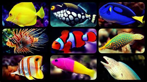 TYPES OF SALTWATER AQUARIUM FISH | CORAL REEF TANK FISH | SHARKS | PUFFERS | CLOWNFISH ...