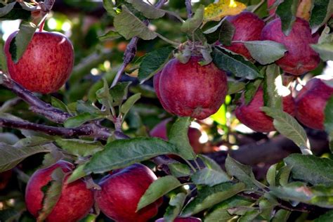 Apple Orchard Tour - Cultural Tours in Himachal Pradesh - Shikhar Travels India