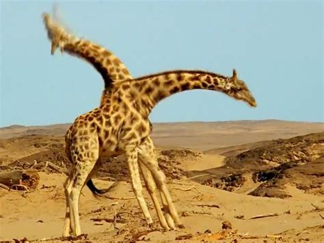 Fighting Giraffes GIF - Business Insider