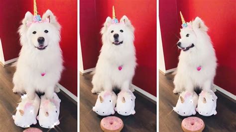 Mystical Unicorn Dog Dressed Up By Owner - YouTube