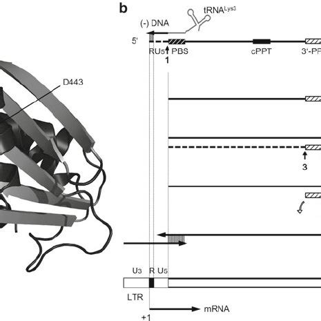 HIV-1 RNase H structure and function. ( a) Crystal structure of HIV-1... | Download Scientific ...