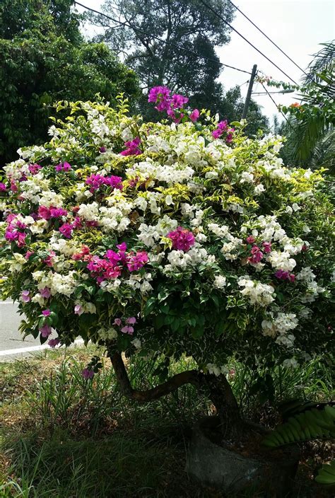 Warisan Petani: Pokok Bunga Bougainvillea 1